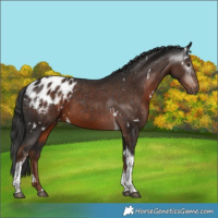 Horse Color:Gray White Spotted Liver Chestnut Tobiano Blanket Rabicano 