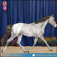 Horse Color:Brown Roan Dun Sabino Appaloosa 