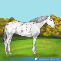 Horse Color:White Spotted Chocolate Smoky Grullo Splash Appaloosa 