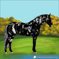 Horse Color:ERROR: UNKNOWN ANOMALY