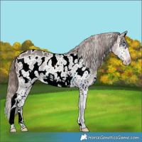 Horse Color:Brown Mushroom Sabino Splash Frame Appaloosa 