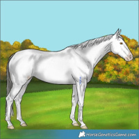 Horse Color:White Spotted Buckskin Dun Mushroom Varnish 