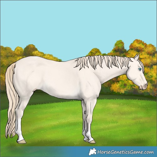 Horse Color:Perlino Dun Tobiano 