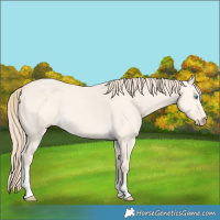 Horse Color:Perlino Dun Tobiano 