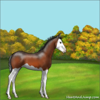 Horse Color:Bay Splash 