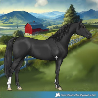 Horse Color:Black 