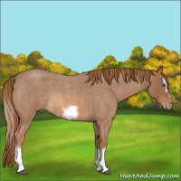 Horse Color:Red Roan Splash Frame Rabicano 
