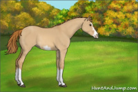 Horse Color:Red Dun Splash Frame Rabicano