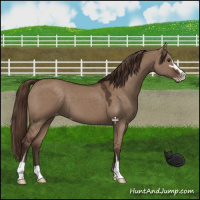 Horse Color:Liver Red Dun Sabino Appaloosa