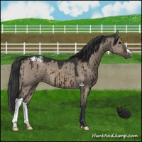 Horse Color:Brown Dun Varnish Brindle 