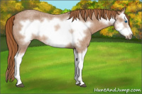 Horse Color:Red Roan Splash Frame Rabicano 