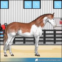 Horse Color:Chestnut Splash