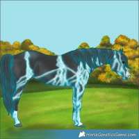 Horse Color:Thunderstruck Black 