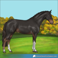 Horse Color:Liver Chestnut Tobiano 