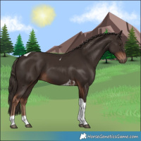 Horse Color:Liver Chestnut Tobiano 