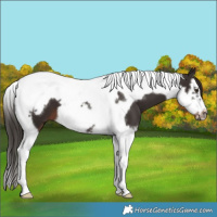 Horse Color:Liver Chestnut Splash Tobiano Frame 
