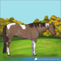 Horse Color:Liver Red Dun Tobiano
