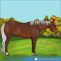 Horse Color:Silver Bay 