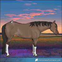 Horse Color:Liver Red Dun Tobiano Rabicano 