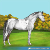 Horse Color:Gray Liver Chestnut Tobiano 