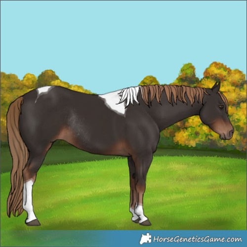 Horse Color:Liver Chestnut Tobiano Rabicano 