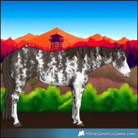 Horse Color:Liver Chestnut Sabino 