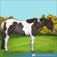 Horse Color:Liver Chestnut Tobiano Rabicano 