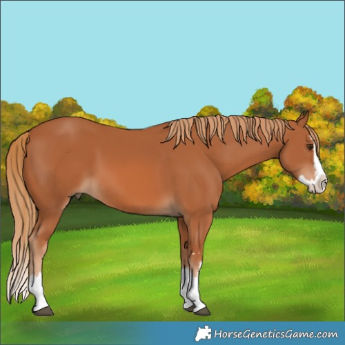 Horse Color:Chestnut Splash 