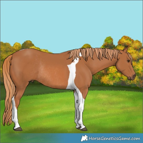 Horse Color:Chestnut Tobiano Rabicano 