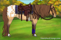 Horse Color:Chocolate Buckskin Roan Appaloosa 