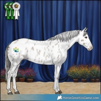 Horse Color:White Spotted Liver Red Dun Roan Appaloosa 