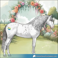 Horse Color:White Spotted Brown Sabino Appaloosa 