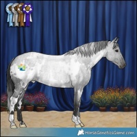 Horse Color:White Spotted Blue Roan 