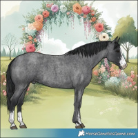 Horse Color:Blue Roan Sabino 