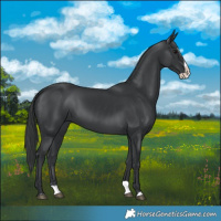 Horse Color:Black Splash 