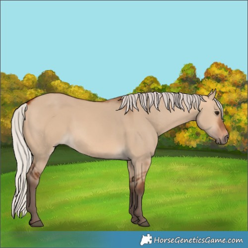 Horse Color:Silver Bay Dun 