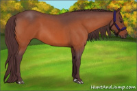 Horse Color:Chocolate Brown Roan 