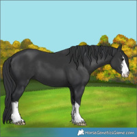 Horse Color:White Spotted Black 