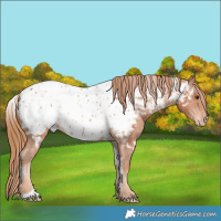 Horse Color:White Spotted Chestnut Appaloosa