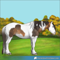 Horse Color:Buckskin Splash Tobiano