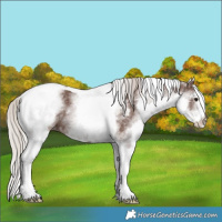 Horse Color:White Spotted Silver Black Tobiano 
