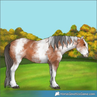 Horse Color:White Spotted Bay