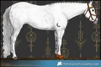 Horse Color:Gray Smoky Black Appaloosa