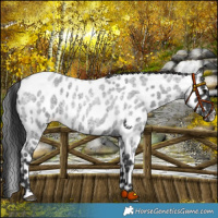 Horse Color:Blue Roan Appaloosa
