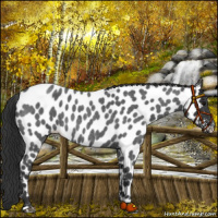 Horse Color:Blue Roan Appaloosa 