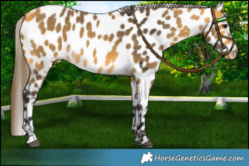 Horse Color:Buckskin Appaloosa 