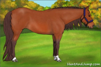 Horse Color:Chocolate Bay Roan 
