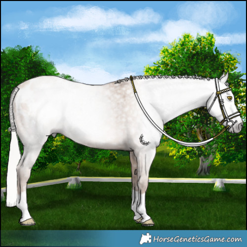 Horse Color:Gray Silver Amber Champagne Splash Appaloosa