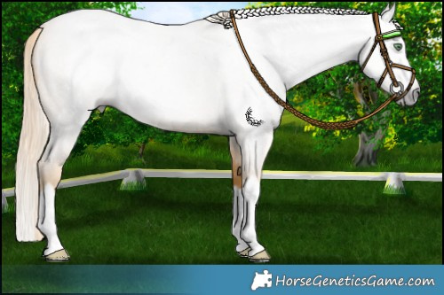 Horse Color:Gray Gold Cream Champagne Roan Splash 