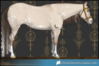 Horse Color:White Spotted Classic Champagne Dun Splash Rabicano 